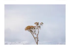 Alone tree in New Zealand