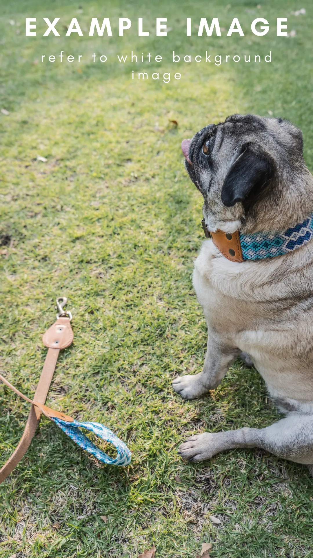 Mystery Collar & Leash Set